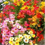 Немезия смесь (mix)