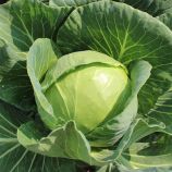 Капуста Экспресс Болл F1 (Express Ball F1, PL 6130 F1) 