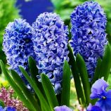 Делфт блу (Delft Blue) луковицы гиацинта садового (De Ree Holland) Гиацинт садовый Делфт блу