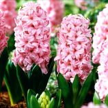 Фондан (Fondant) луковицы гиацинта садового (De Ree Holland) Гиацинт садовый Фондан