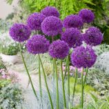 Перпл сенсейшин (Purple Sensation) луковица аллиума (лука декоративного) (De Ree Holland) Лук декоративный Перпл сенсейшин