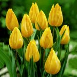 Тюльпан Йокогама