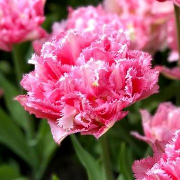 Тюльпан Кріспіон Світ