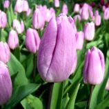 Тюльпан Кенді Принц 