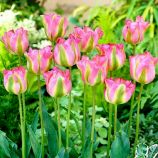 Тюльпан Гронланд 