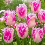 Тюльпан Гайс Тен Бош