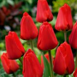 Тюльпан Апельдорн