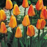 Тюльпан Б'юті оф Еплдун