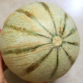 Дыня Кавайон