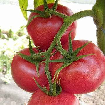 Томат CRX 2020 F1 рожевий