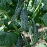 КС 707 F1 (KS 707 F1) семена огурца корнишона партенокарп. раннего 10-12 см (Kitano Seeds)