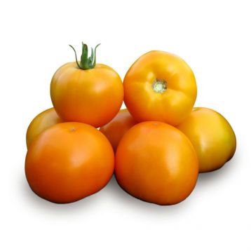 Насіння томату Нуксі F1 купити від Kitano Seeds | Супермаркет Насіння