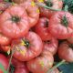 Томат Балроза F1