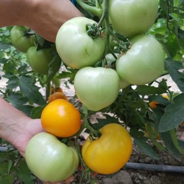 ks-10-f1-semena-tomata-indet-