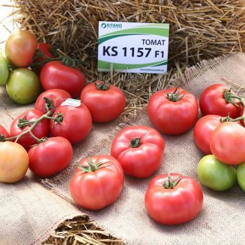 Томат КС 1157 F1 Kitano — купить семена, доставка по Украине