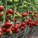  КС 204 F1 (KS 204 F1) семена томата индет. раннего окр. 220-260 гр. красный (Kitano Seeds)