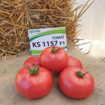 ks-1157-f1-ks-1157-f1-semena-