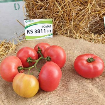 Томат КС 3811 F1 Kitano Seeds: ранний розовый гибрид для теплиц