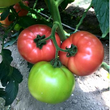 Томат Гюльпембе F1