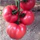 Томат Гюльпембе F1