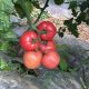Томат Нефіс F1 
