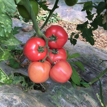 Томат Нефіс F1 