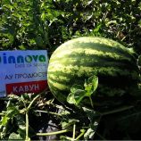 Арбуз АУ Продюсер