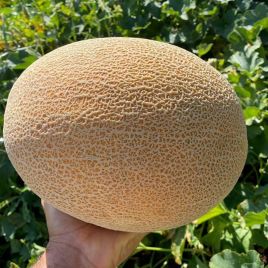 Диня ІНХ 1077 F1