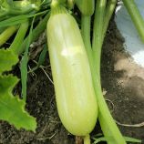 Кабачок ІНХ 1423 F1 (INX 1423 F1)