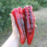 ПЛ 6726 F1 (PL 6726 F1) насіння перцю солодкого тип Каппі середньораннього 130-160 гр. 19х6см 6 мм зел./червон. (Bakker Brothers Перець солодкий PL 6726 F1