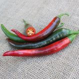 Перець гострий PL 6722 F1