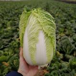 Капуста пекинская JS 4040 F1 