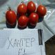 Томат Хантер F1