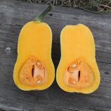 Тыква PL 4110 F1