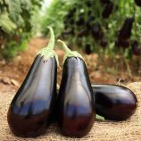 Баклажан Чівас F1 (PL 6760 F1)