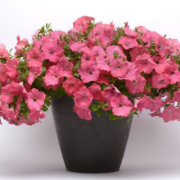 Петунія ампельна Ізі Вейв F1 корал риф