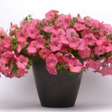 Петунія ампельна Ізі Вейв F1 корал риф