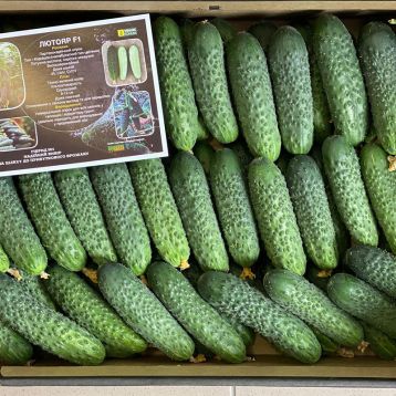 Огурец Лютояр F1