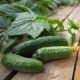 Огурец Лютояр F1