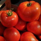 КС 204 F1 (KS 204 F1) семена томата индет. раннего окр. 220-260 гр. красный (Kitano Seeds) КС 204 F1 (KS 204 F1) семена томата индет. раннего окр. 220-260 гр. красный (Kitano Seeds)