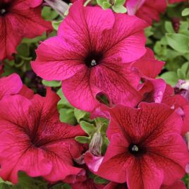 Петунія Тоуга F1 пурпурно-червона 