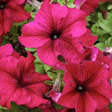 Петуния Тоуга F1 пурпурно-красная 