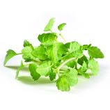 Микрозелень (микрогрин) мелиссы