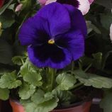 Виола Тремпет S1 синяя с глазком