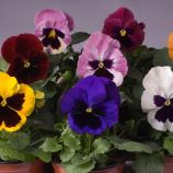 Виола Тремпет S1 смесь