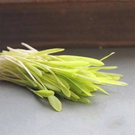 Мікрозелень (мікрогрін) кукурудзи цукрової білої