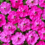 Петунія мультифлора Зоряне небо (Дот Стар F1) темно-рожева 