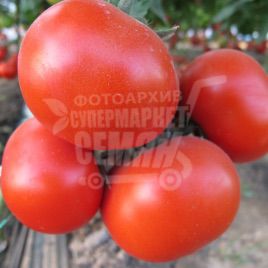 Аксай F1 семена томата полудет. раннего 105-115 дн. окр.-припл. 140-180 гр. (Nunhems) НЕТ ТОВАРА