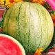 Кавун Цільнолистяний