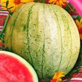 Кавун Цільнолистяний